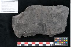 Foto (Objekt + Etikett) von Flabellaria sublongirachis Ettingshausen (NHMW-GEO-2024-0188-10215)